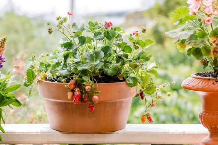 faire pousser des fraises hors sol en pots gouttières bacs