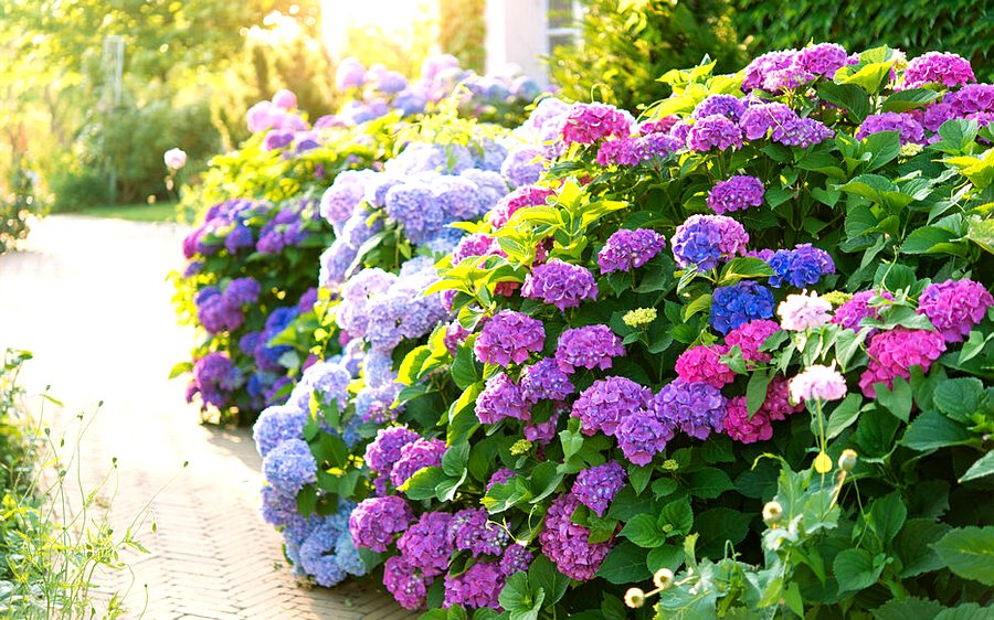 fleurs annuelles qui fleurissent tout l'été
