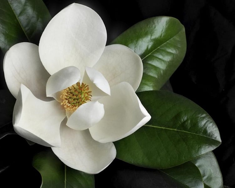 fleurs de magnolia- un plant persistant en pot résistant au froid