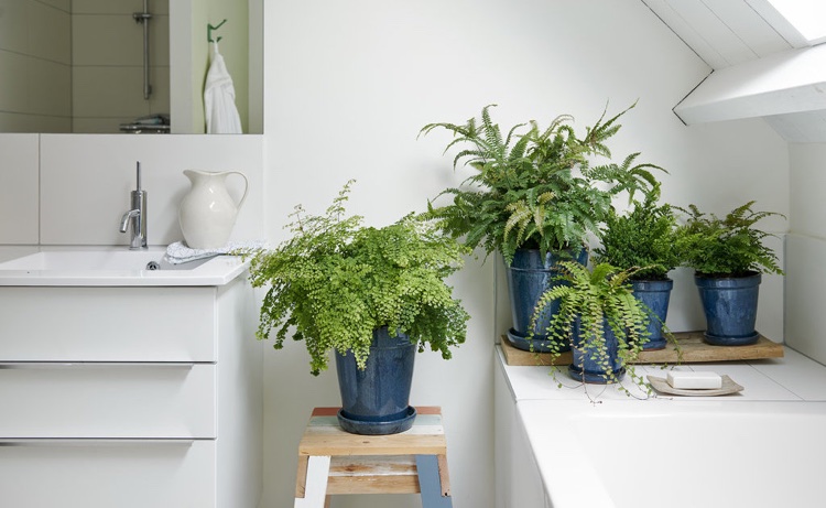 fougere Adiantum Maidenhair plante verte ornementale salle de bain sombre humide