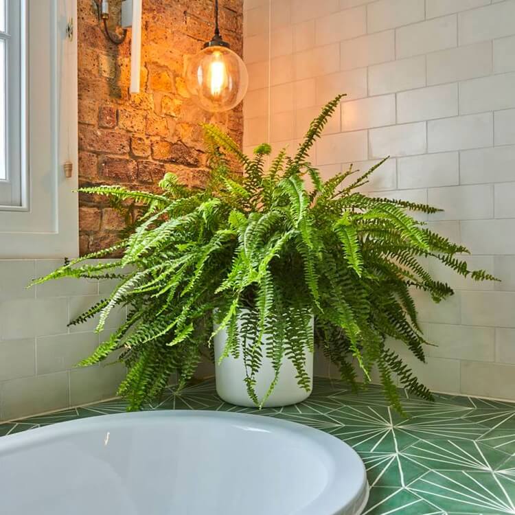 fougere Boston plante verte depolluante salle de bain humide