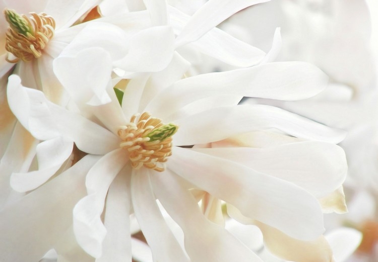 gros plan fleurs blanches magnolia toilé en pot pour terrasse balcon