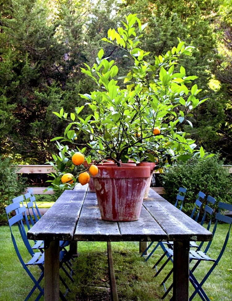 idée déco originale comment faire pousser un citronnier pot