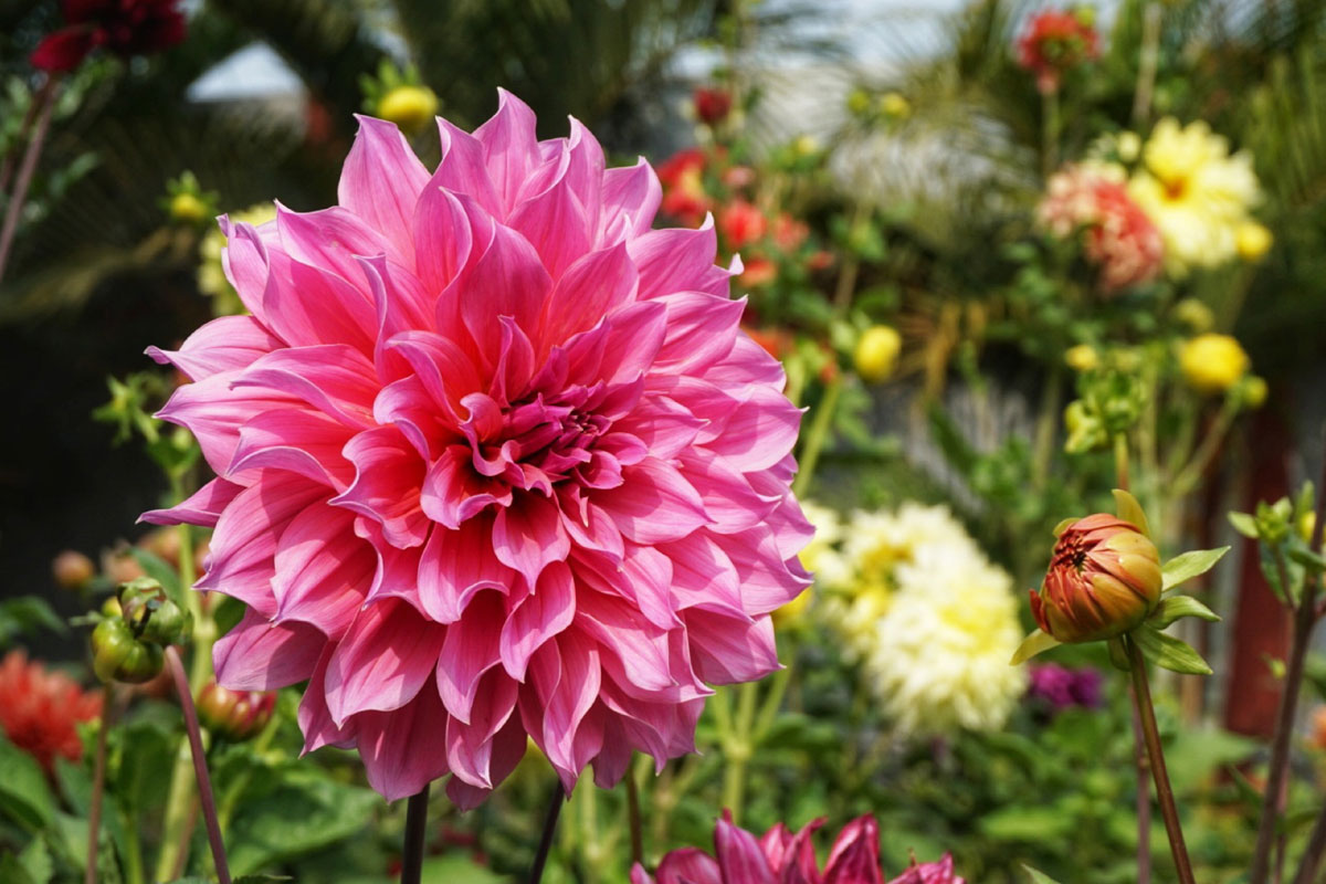 le dahlia fleurit tout l'été