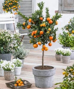 les agrumes en pot en hiver comment planter
