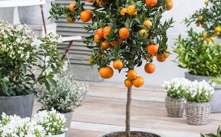 les agrumes en pot en hiver comment planter