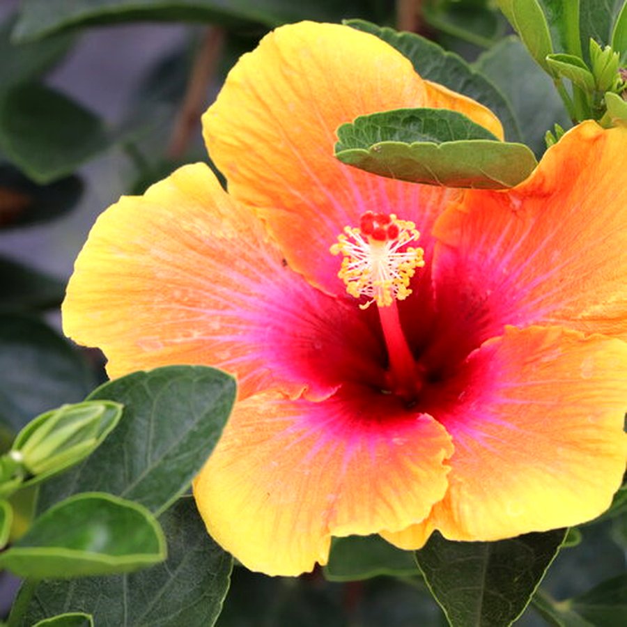 l'hibiscus floraison estivale 2026
