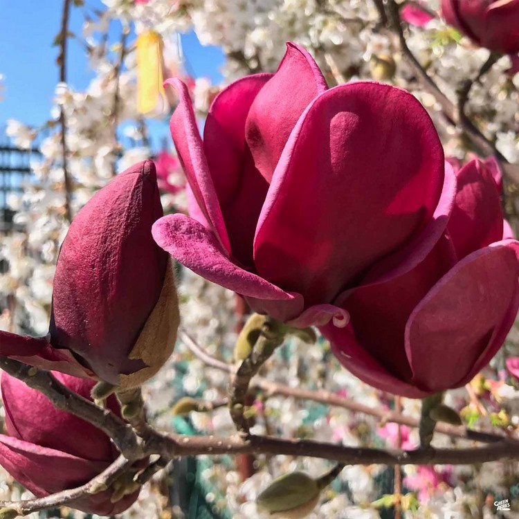 magnolia Genie grandes fleurs boules pourpres jardin pot terrasse balcon