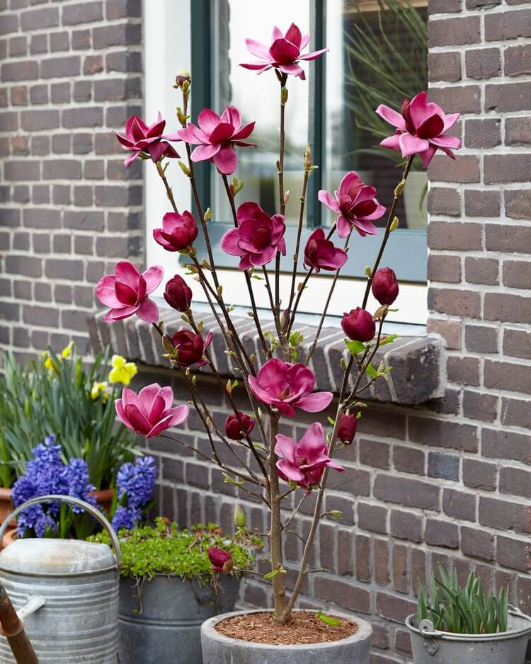 magnolia Genie grandes fleurs pourpres en pot pour terrasse balcon