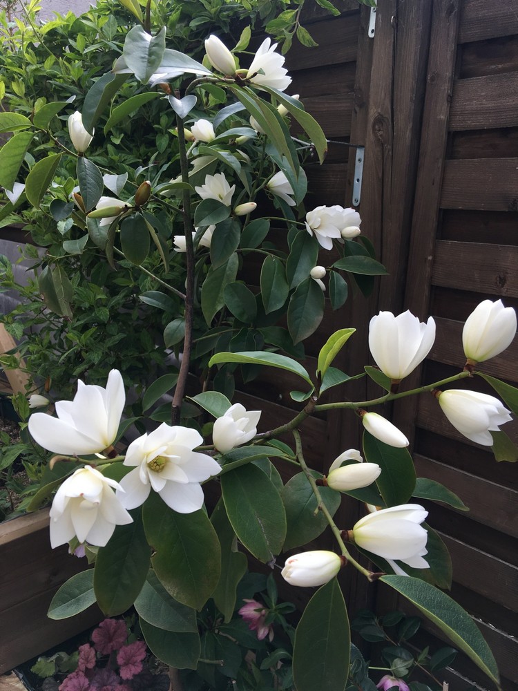 magnolia en pot pour terrasse balcon magnolia fairy white michelia