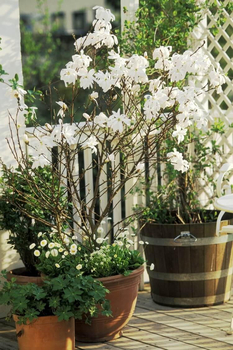 magnolia étoilé magnolia stellata en pot bois pour terrasse balcon