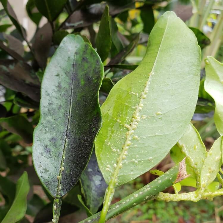 maladie citronnier feuilles collantes fumagine taches noires cochenilles