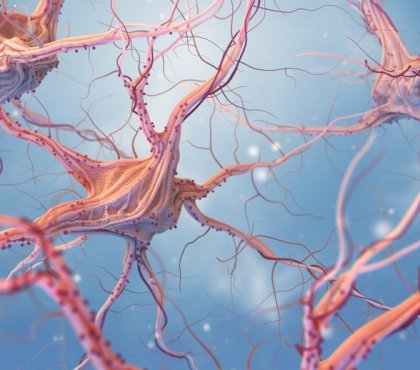 maladie d'Alzheimer formation plaques amyloïdes cellules immunitaires cerveau protection nouvelle étude