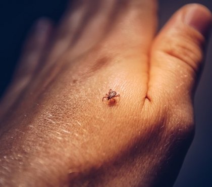 maladie de Lyme prévenir le risque multiplication de tiques hêtre facteur principal nouvelle étude