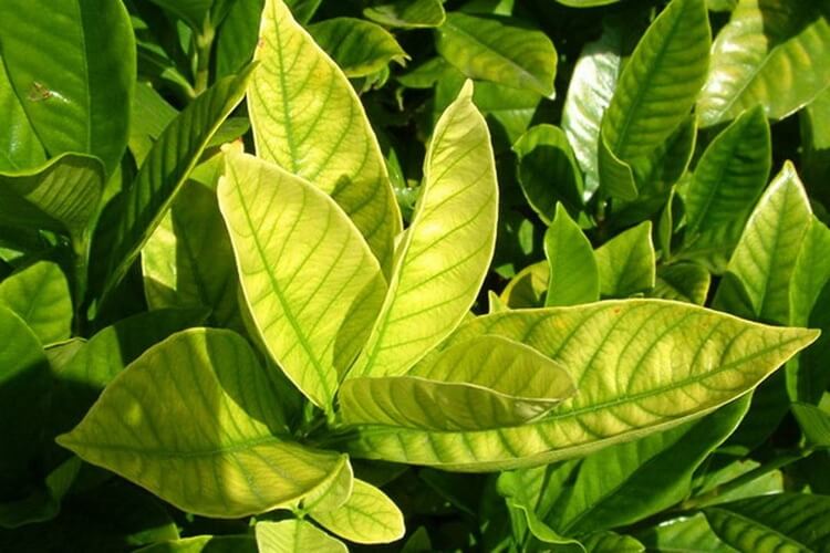 maladies citronnier feuilles jaunes carences elements nutritifs chlorose ferrique