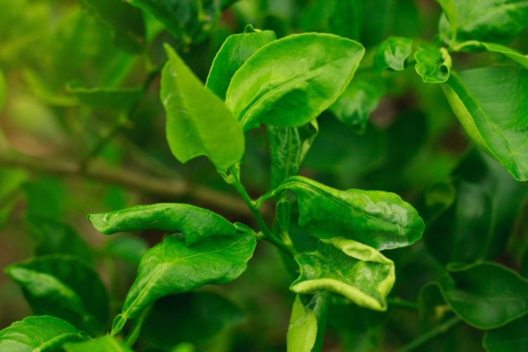 maladies citronnier pucerons feuilles deformees