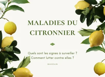 maladies du citronnier