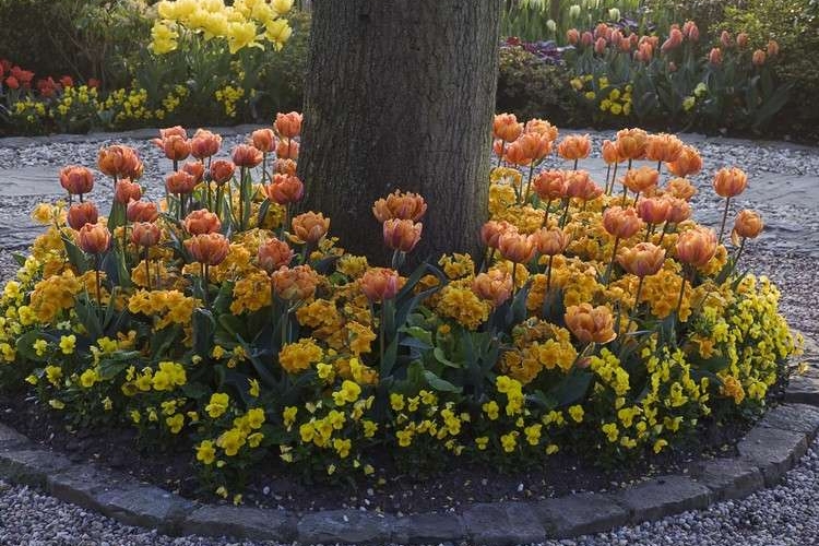 Parterre De Fleurs Autour Dun Arbre