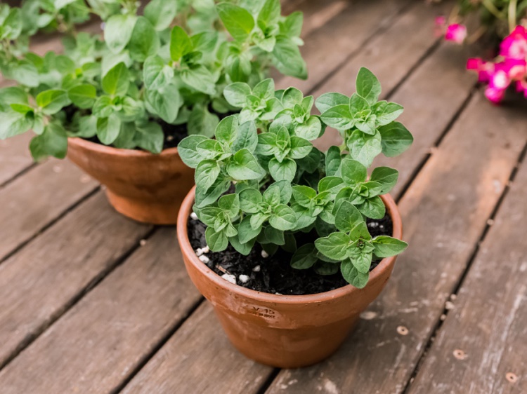 plantes aromatiques sur balcon pots argile avec origan frais