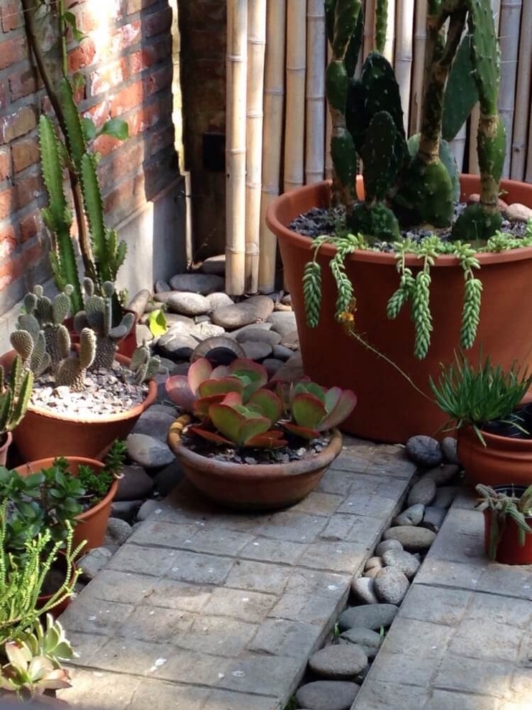 plantes brise-vue terrasse cactus résistant intempéries