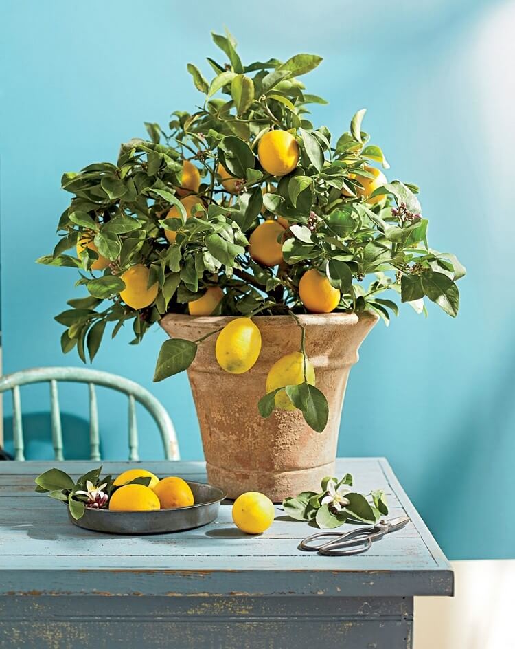 plantes intérieur exotiques comment faire pousser citronnier pot