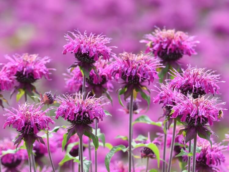 plantes qui fleurissent tout l’été monarde attirer abeilles baume