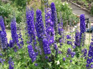 plantes vivaces fleuries toute l’année longue période floraison