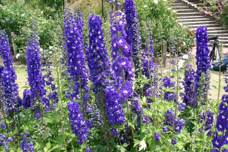plantes vivaces fleuries toute l’année longue période floraison