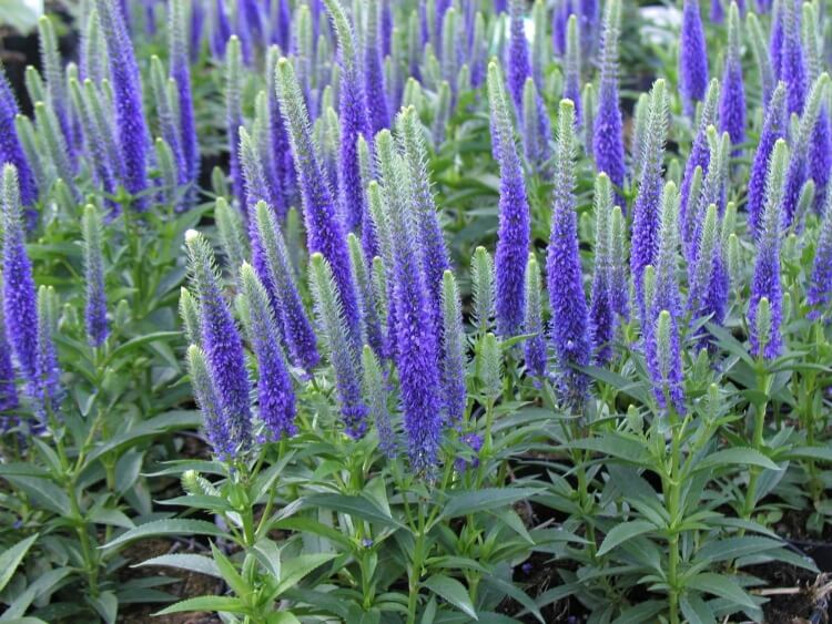 plantes vivaces fleuries toute l’année véronique épi torches bleu violet