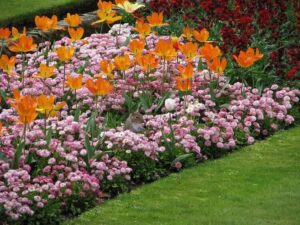 plate-bande sans entretien facteurs choix plantes fleurs