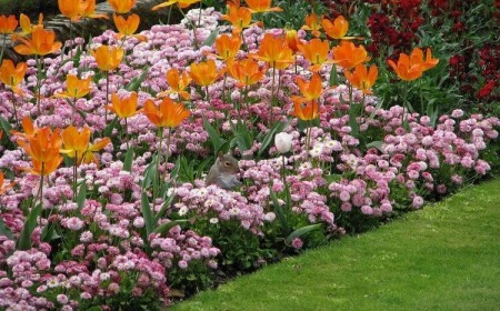 plate-bande sans entretien facteurs choix plantes fleurs
