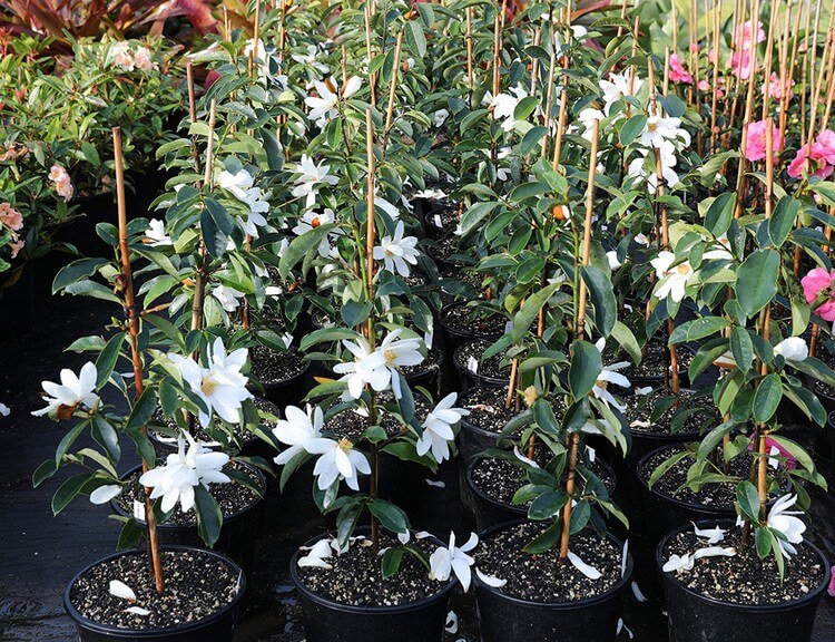pots magnolia pour terrasse balcon variété fairy white michelia