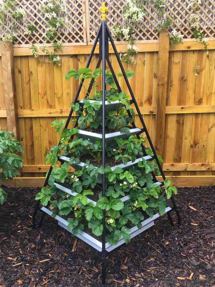 pyramide métallique pour cultiver fraisiers