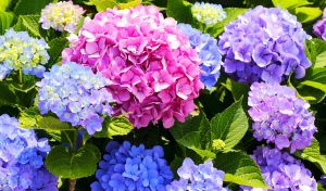 quelles fleurs fleurissent tout l'été