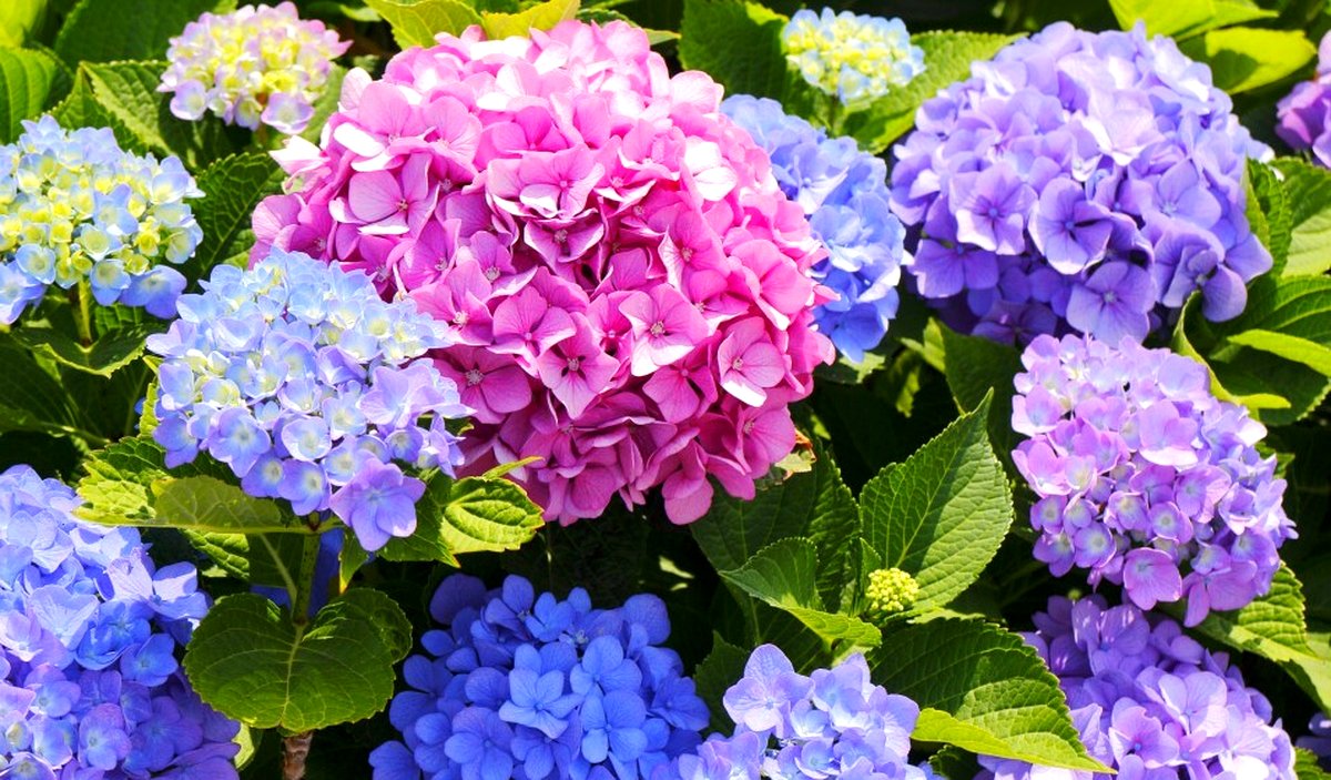 quelles fleurs fleurissent tout l'été