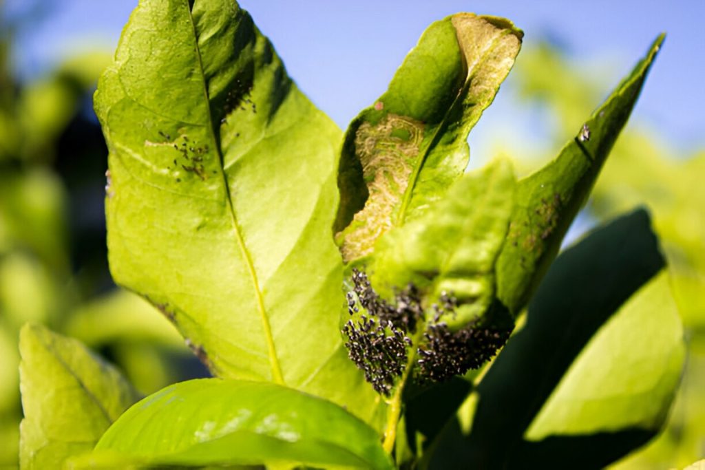 quelles sont les maladies du citronnier