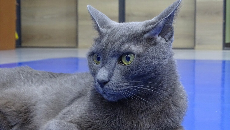 race de chats affectueux bleu russe origines controversées