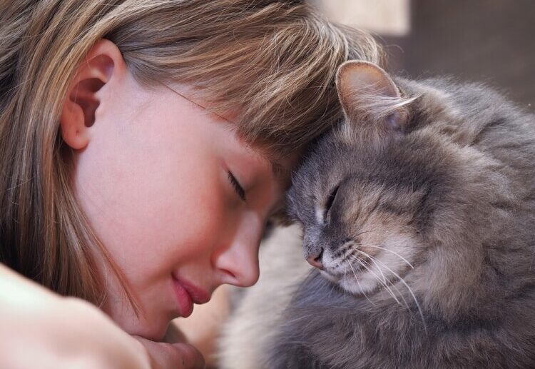 race de chats affectueux informer caractère félins