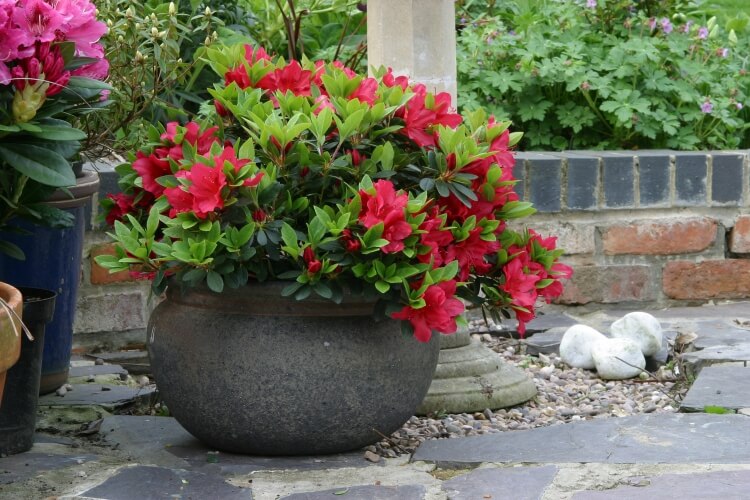 rhododendron en pot besoin soins particuliers