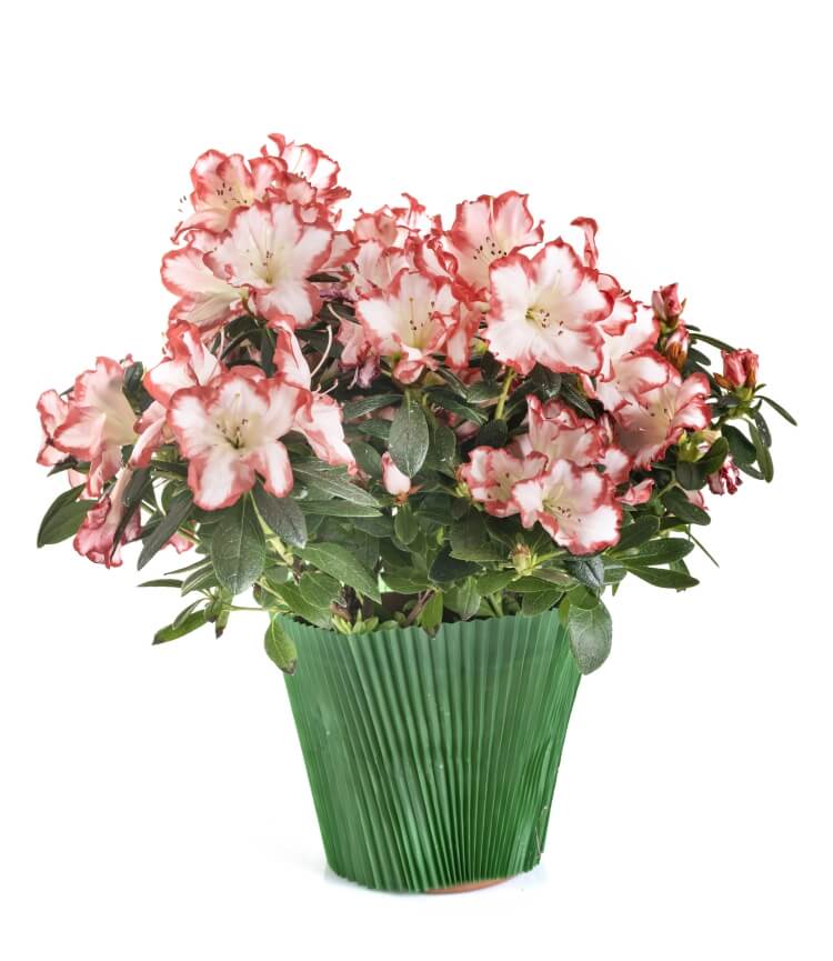 rhododendron en pot confort plante conteneur