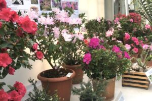 rhododendron en pot culture composter petits copeaux écorce pin
