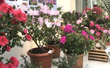 rhododendron en pot culture composter petits copeaux écorce pin