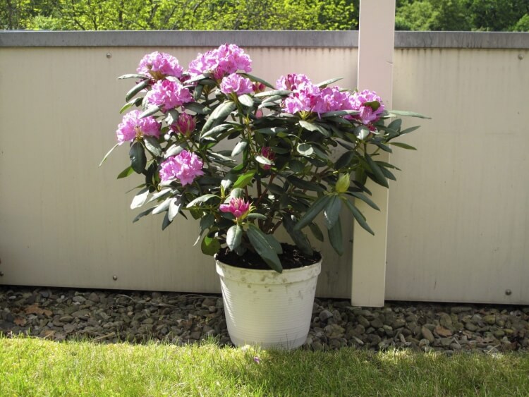 rhododendron en pot culture lumière exposition favorable