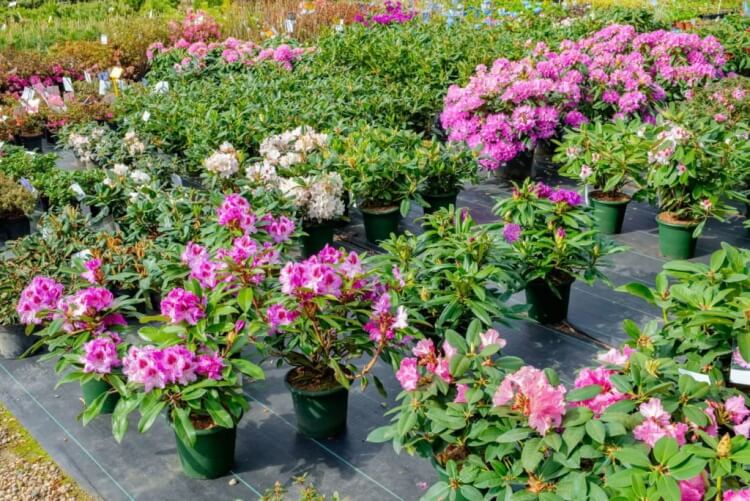rhododendron en pot entretien taille dépend variété plante