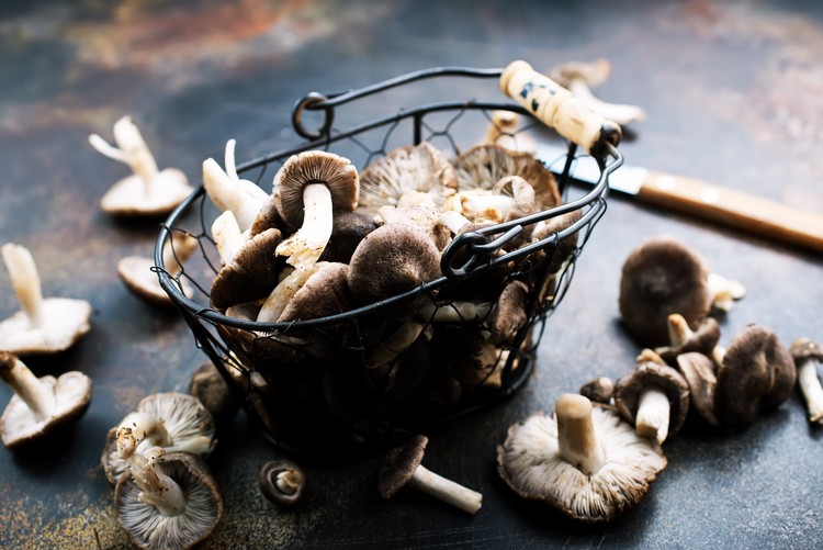 risque de cancer diminué manger des champignons régulièrement aliments riches en antioxydants nouvelle étude