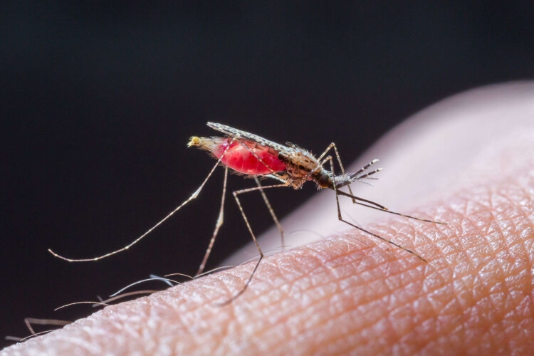 traitement paludisme nouveau vaccin oxford