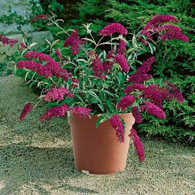 arbre pour balcon buddleja attirer papillons