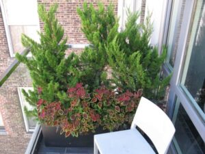 arbre pour balcon conifères nains couleur texture