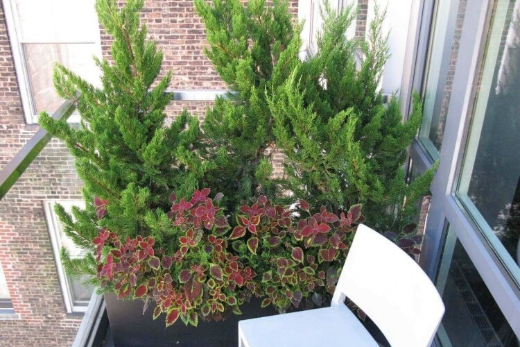 arbre pour balcon conifères nains couleur texture