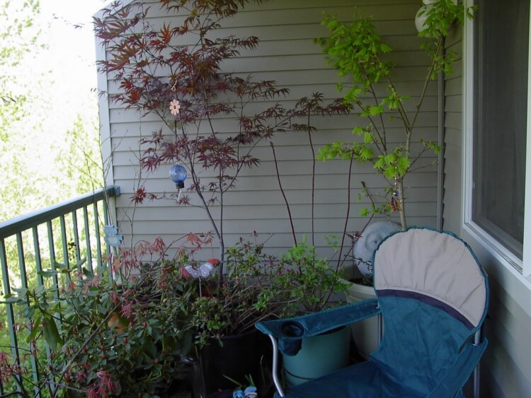 arbre pour balcon topiaires arbustes lesquels préférer